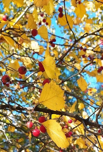 autumn_leaves